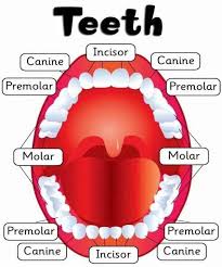 Teeth anatomy diagram